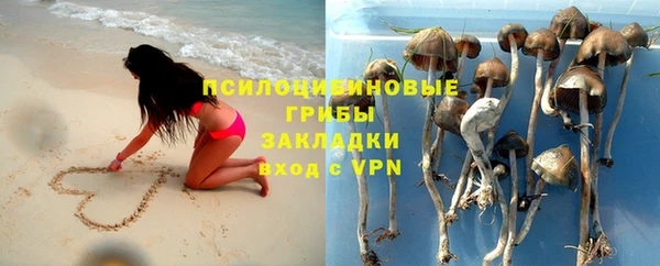 крисы Корсаков